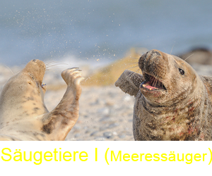 saeugetiere1