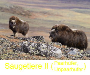 saeugetiere2