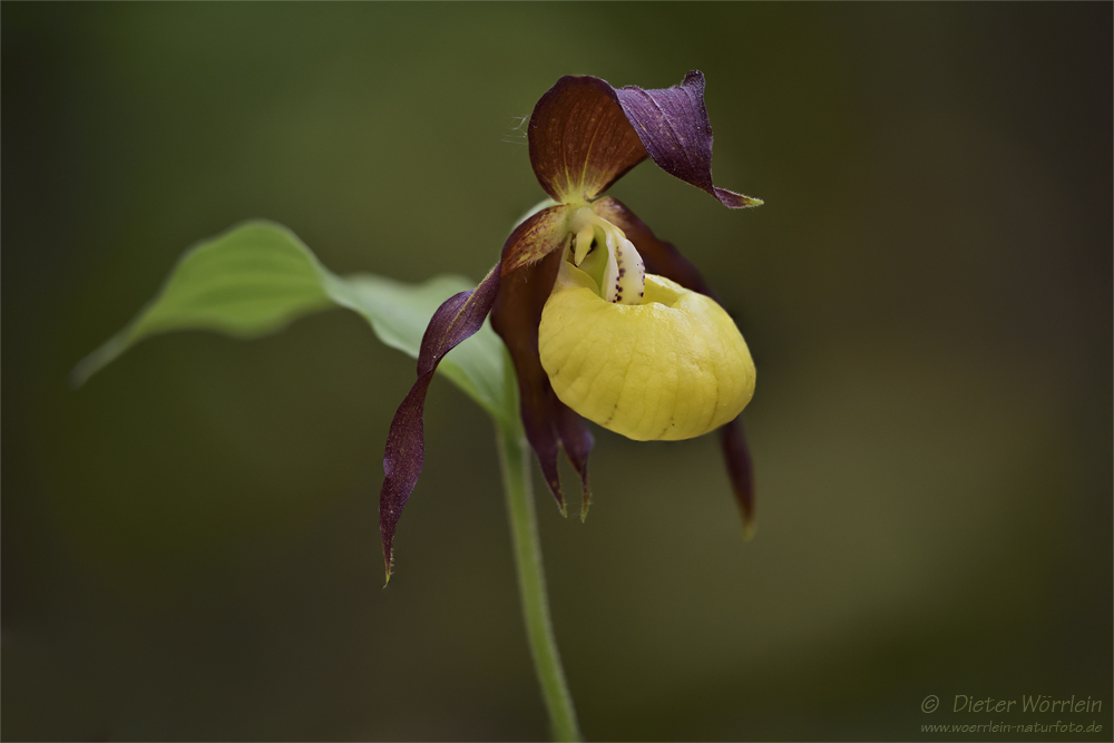 Gelber Frauenschuh (Cypripedium calceolus)
