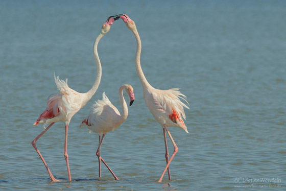 Flamingos_13830L