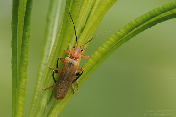 Roter_Fliegenkaefer_3200L