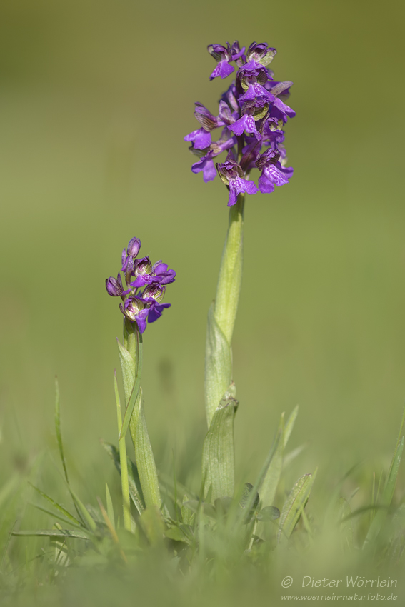 Kleines Knabenkraut (Anacamptis morio)