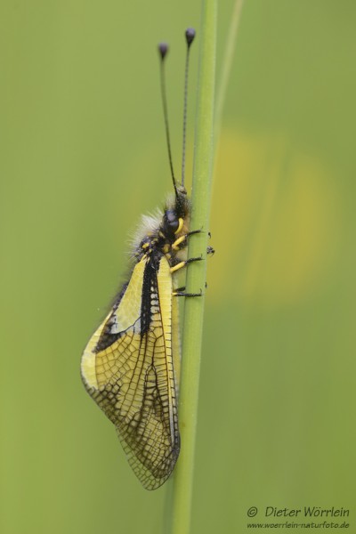Libellen-Schmetterlingshaft_D150514_2023