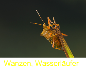 wanzen-wasserlaeufer