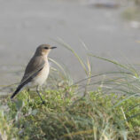 Steinschmätzer - Bild-Nr. Anke_50199L