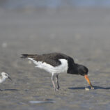 Austernfischer + Sanderling