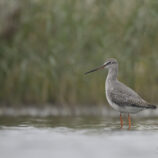 Dunkler Wasserläufer