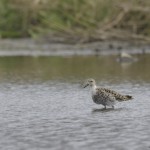 Kampfläufer