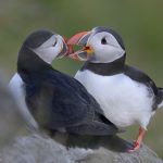 Papageitaucher
