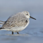 Sanderling