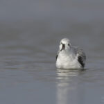 Sanderling
