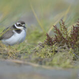 Sandregenpfeifer - Bild-Nr. Dieter_230610_5049