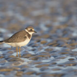 Sandregenpfeifer