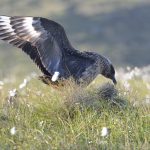 Skua
