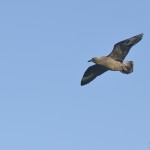 Skua