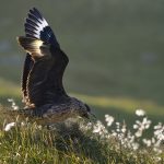 Skua