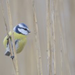 Blaumeise