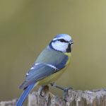 Blaumeise