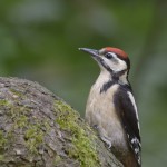 Buntspecht
