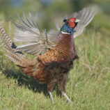 Fasan - Bild-Nr. Dieter_240505_9391