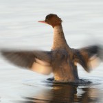 Gänsesäger