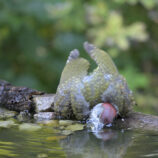 Grünspecht juvenil