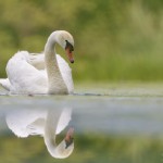 Höckerschwan