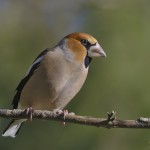 Kernbeisser