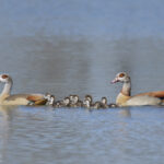 Nilgänse