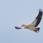 Nilgans