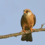 Rotfußfalke