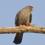 Rotfußfalke