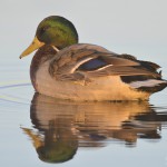 Stockente