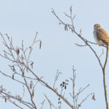 Turmfalke - Bild-Nr. Dieter_210120_0599