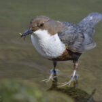 Wasseramsel