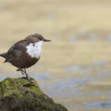Wasseramsel
