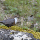 Wasseramsel