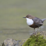 Wasseramsel