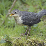 Wasseramsel