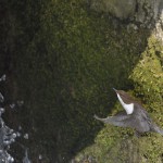 Wasseramsel