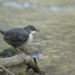 Wasseramsel