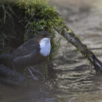Wasseramsel