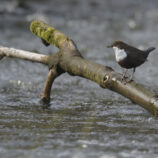 Wasseramsel