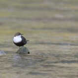 Wasseramsel