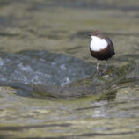 WasseramseL