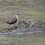 Wasseramsel