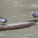 Wasseramsel