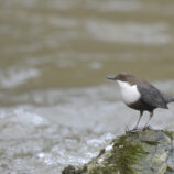 Wasseramsel