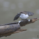 Wasseramsel