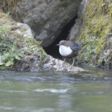WasseramseL